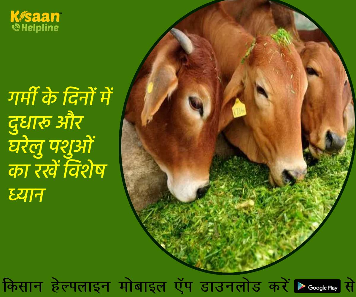 गर्मी के दिनों में दुधारू और घरेलु पशुओं का रखें विशेष ध्यान, और बचायें गर्मी के दुष्प्रभाव से